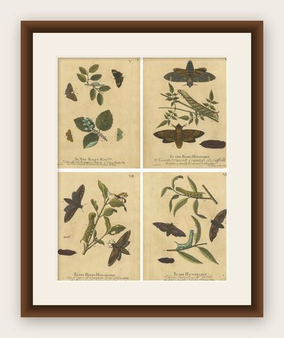 Early English Moths, Death’s-Head Hawk, Elephant Hawk, Albin 1720, shown framed