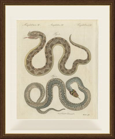 Two Snakes with Bold Head Markings, Antique Bertuch Print, Vienna, circa 1805, shown framed
