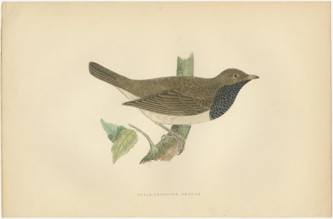 Black Throated Thrush with Leaves, Antique Hand Colored Print, 1896, view 2