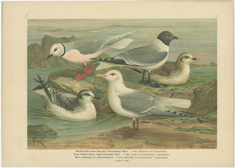 Set of 6 Antique Ornithology Chromolithographs, Arctic & European Birds, c.1890, view 2