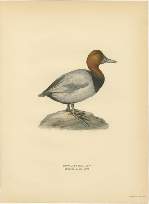 1929 Swedish Duck Lithographs Pair, Pintail & Pochard, view 3