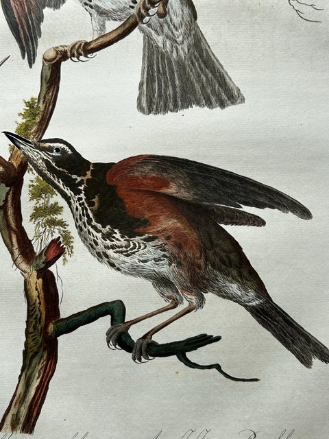 Redwing Thrush, Antique Bird Print by Nozeman and Sepp, 1770, view 7