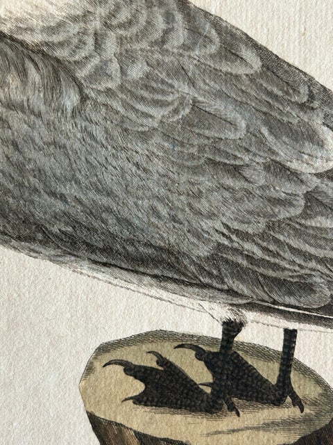 Sandwich Tern, Sterna Cantiaca, Antique Hand-Coloured Bird Print, c.1829, view 5