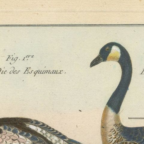 Beautiful, Hand-Colored, Rare Copper Engraving of Four Geese '1792', close-up 1