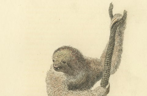 Antique Print with Hand Coloring of a Common Pale-Throated Sloth, close-up 1