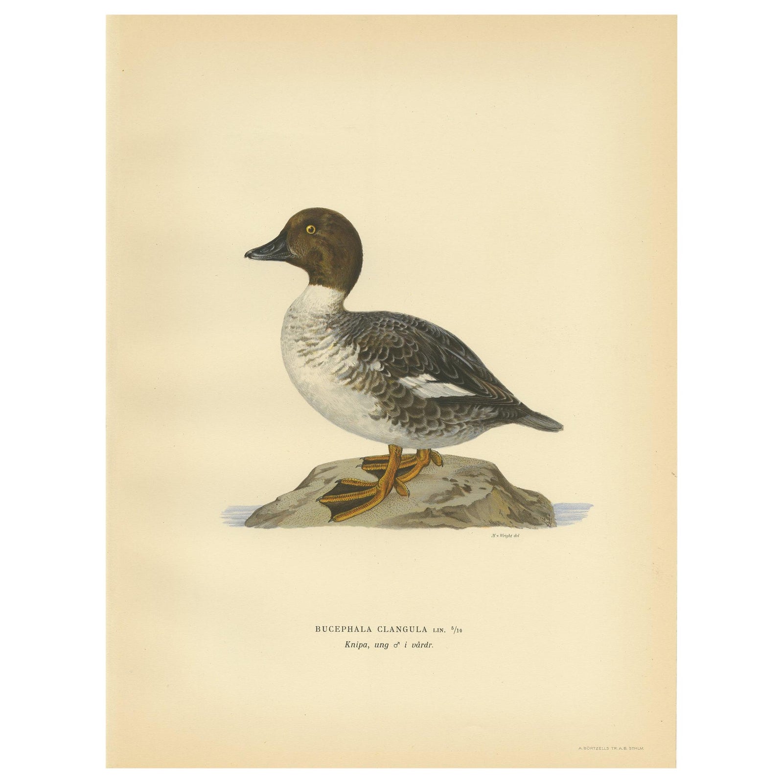 Antique Bird Print of a Male Common Goldeneye by Von Wright, 1929