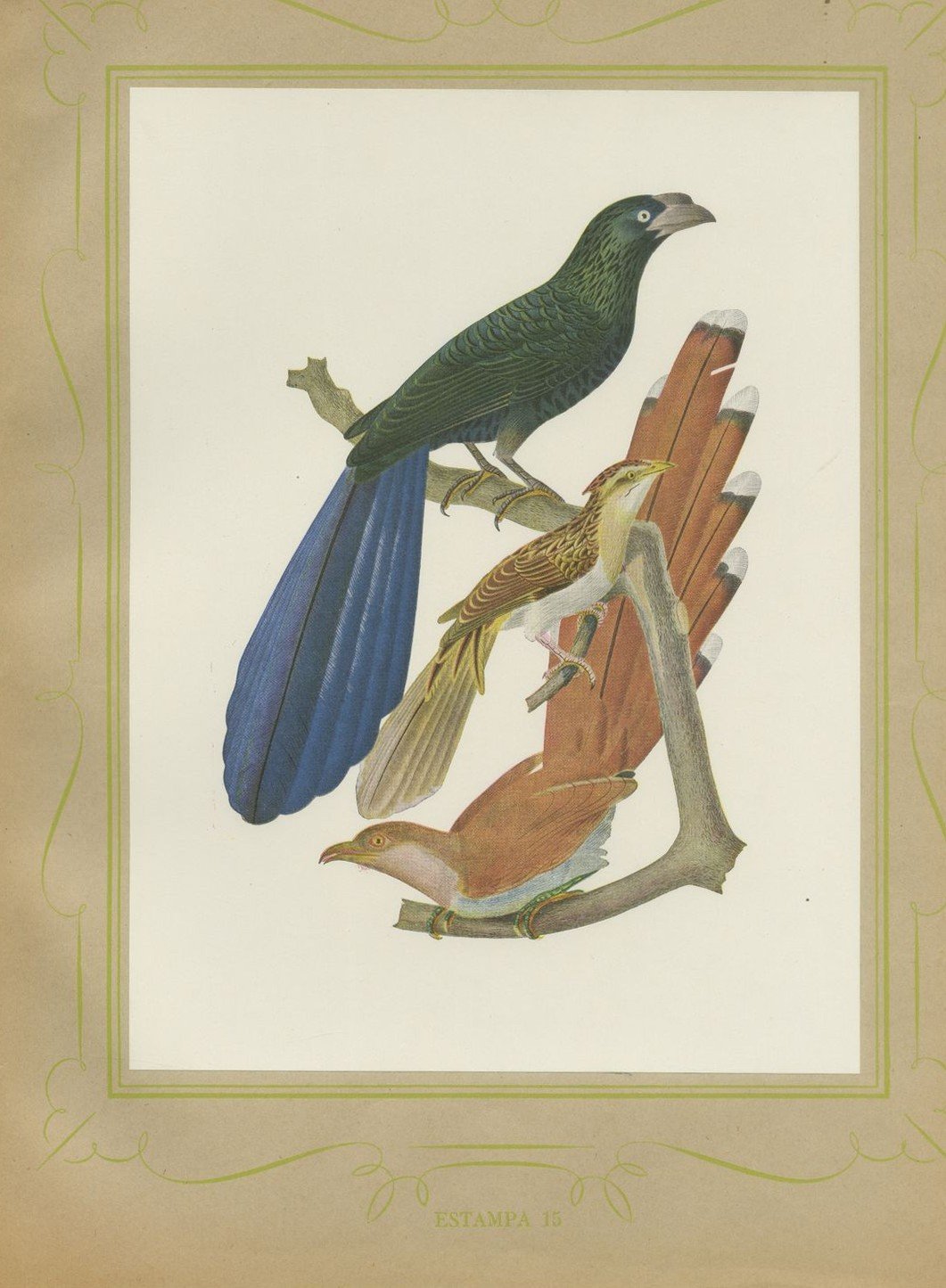 Long-Tailed Cuckoos, Brazilian Bird Print, Descourtilz, 1944