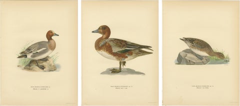 1929 Swedish Ornithology Lithographs, Eurasian Wigeon Trio, view 5