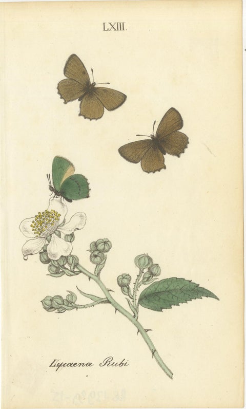 Small-Format Butterfly Engravings with Botanical Studies, 1835, view 2