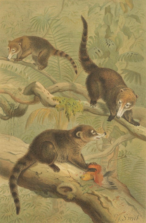 White-Nosed Coati, Antique Tropical Animal Chromolithograph, 1894, close-up 2