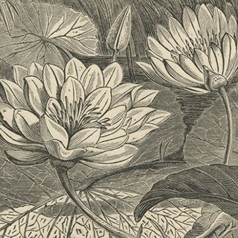 Antique Print of Egyptian Lotus and a Condor Bird, 1835, close-up 2