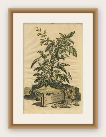 Botanical Illustration of Yellow Variegated Sage from Munting’s 1696 Herbal, shown framed