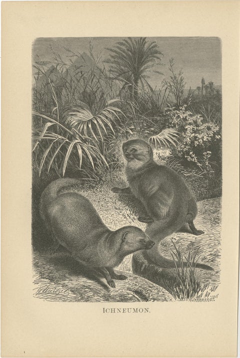 Set of 3 Antique Animal Prints, Mongoose, Lion, Caracal, by Brehm, 'c.1890', view 2