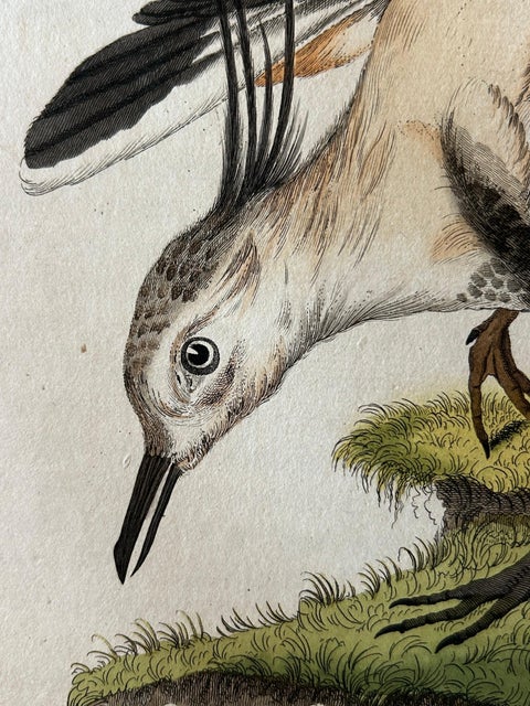 Tringa vanellus, Northern Lapwing (Kievit/Ljip) by Nozeman & Sepp, 1809, view 7
