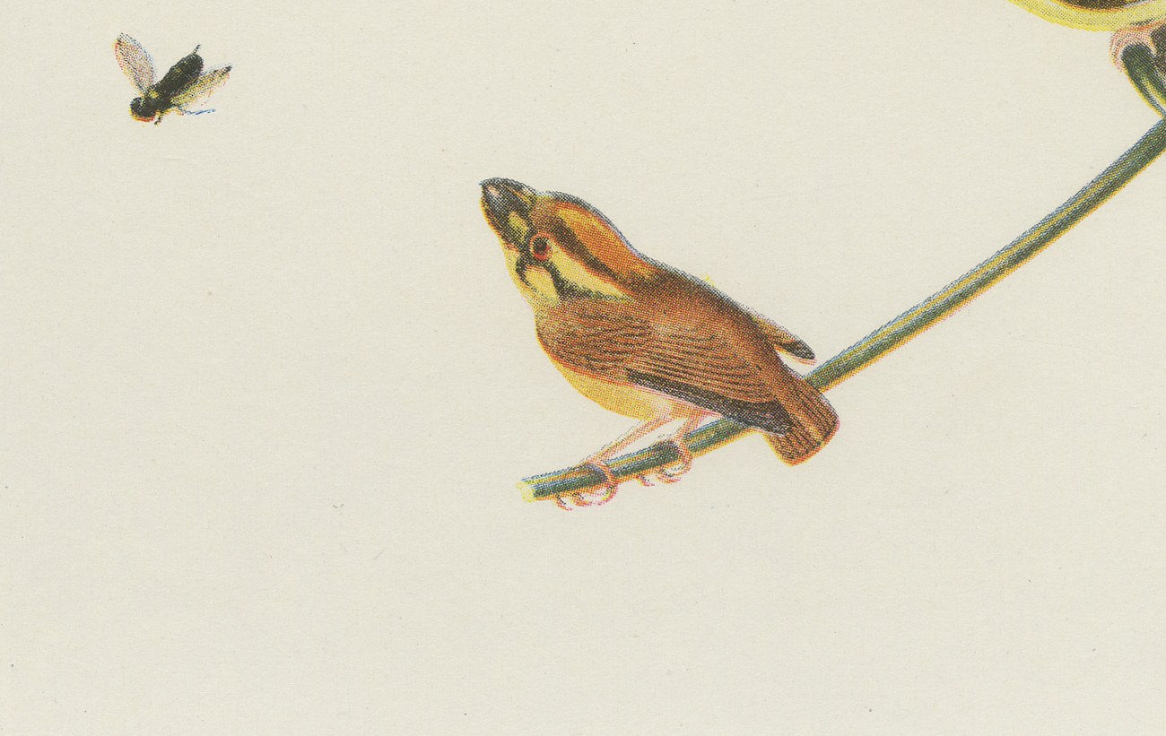 Hummingbirds, Brazilian Bird Print, Descourtilz, 1944, view 5