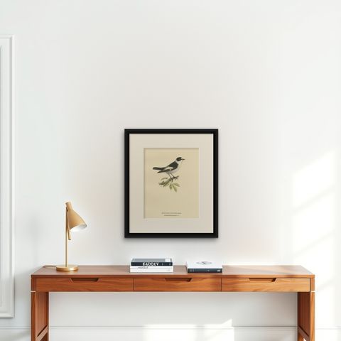 Original Old Bird Print Depicting the White-Collared Flycatcher, 1927, shown framed on a wall