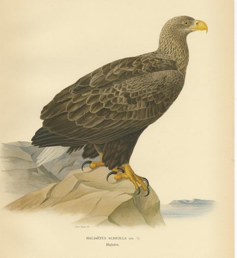 Antique Bird Print of the White-Tailed Eagle, '1929', view 2