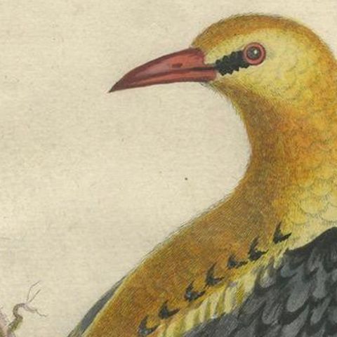 Regal Golden Thrush Perched, 18th Century Seligmann's Rare Bird Series, 1749, close-up 5
