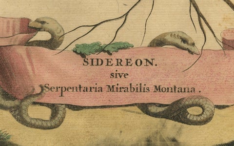 Botanical Engraving of Arrowhead from Munting’s 1696 Herbal Collection, close-up 3