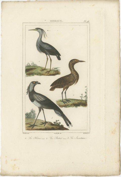 Elegant Avian Diversity: Illustrations from Buffon's Ornithology, c.1780, view 3