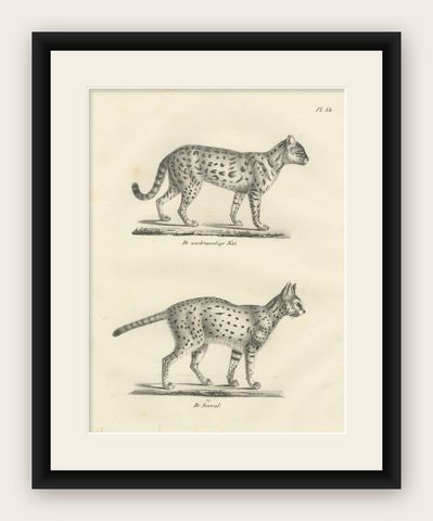 19th-Century Lithograph of the Gentle Cat and the Serval in Elegant Poses, shown framed