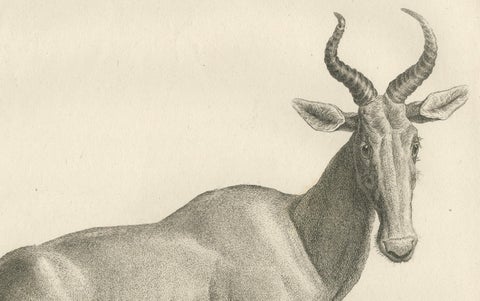 1808 Engraving of Antelope Bubalis by S.C. Miger: Detailed Zoological Study, close-up 3