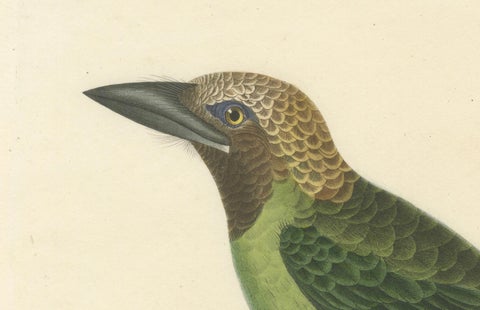 Ornithological Illustration of the Adult Corbin Barbet (Barbu corbin), 1838, close-up 2