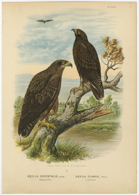 Birds of Prey Prints, Antique Set of Three, Raptors & Hawks, 19th Century, view 3