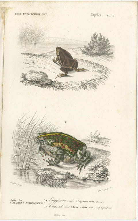 Set of 3 Antique Prints of Frogs and Toads, view 3