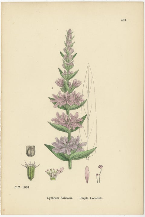 Botanical Engravings of Purple Loosestrife, Grass-Poly and Water-Purselane, 1902, view 2