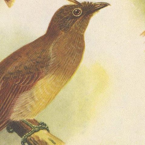 Antique Print of various Crested Golden Bird & Lauterbachs Bower Bird, 1950, close-up 2