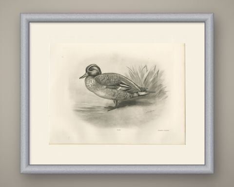 Garganey, Antique Bird Print after Lilian Medland, circa 1909, shown framed