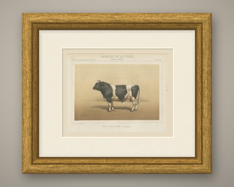 Breton Bull, French Cattle Breed, Antique Chromolithograph by Borie, 1863, shown framed