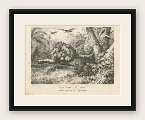 Original Antique Print of a Wild Boar and a Lion, 1811, shown framed