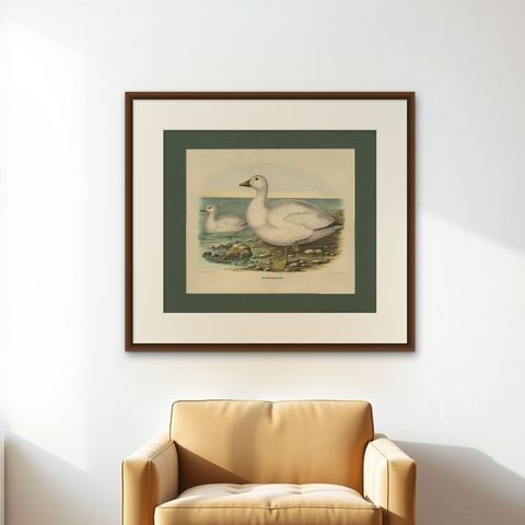 Antique Bird Print of Cassin's Snow Goose Made after D.G. Elliot, 1869, shown framed on a wall