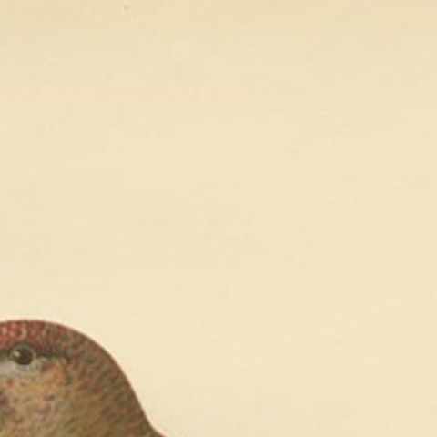 Antique Bird Print of The Pine Grosbeak by Von Wright, 1927, close-up 1