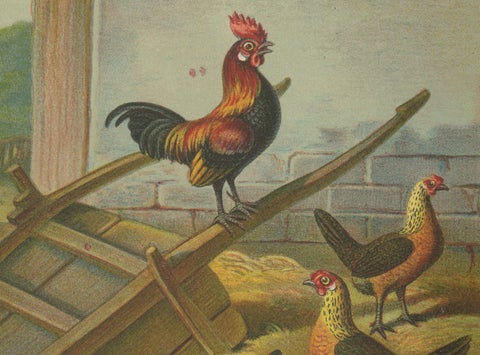 The Lively Golden Bantam Game Fowl - A Rare 19th Century Poultry Lithograph, close-up 3
