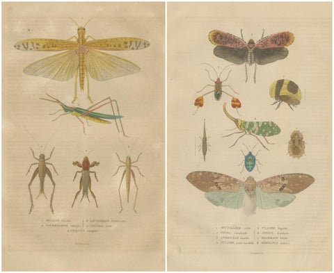 19th-Century Insectarium: A Glimpse into Orthoptera and Varied Insects, view 4