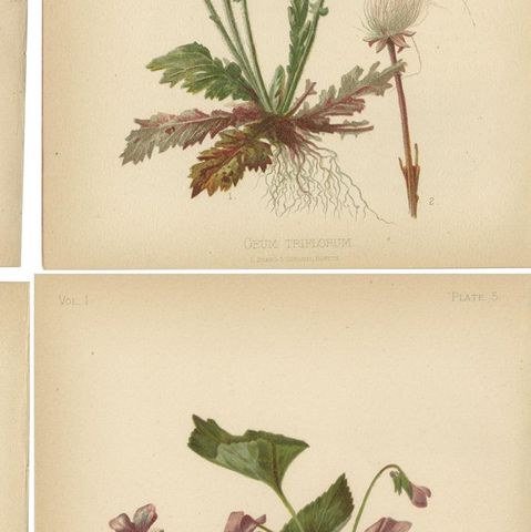 Native US Flora - Six Original Botanical Chromolithograps, 1879, close-up 2