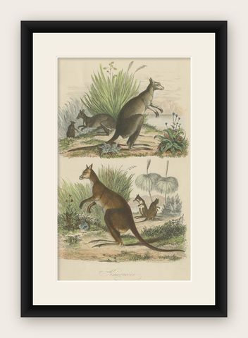 Decorative Antique Handcolored Print of Two Kangaroos in Australia, 1854, shown framed