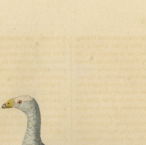 Old Hand-Colored Bird Print of the Cape Barren Goose and the Snowy Sheathbill, close-up 3