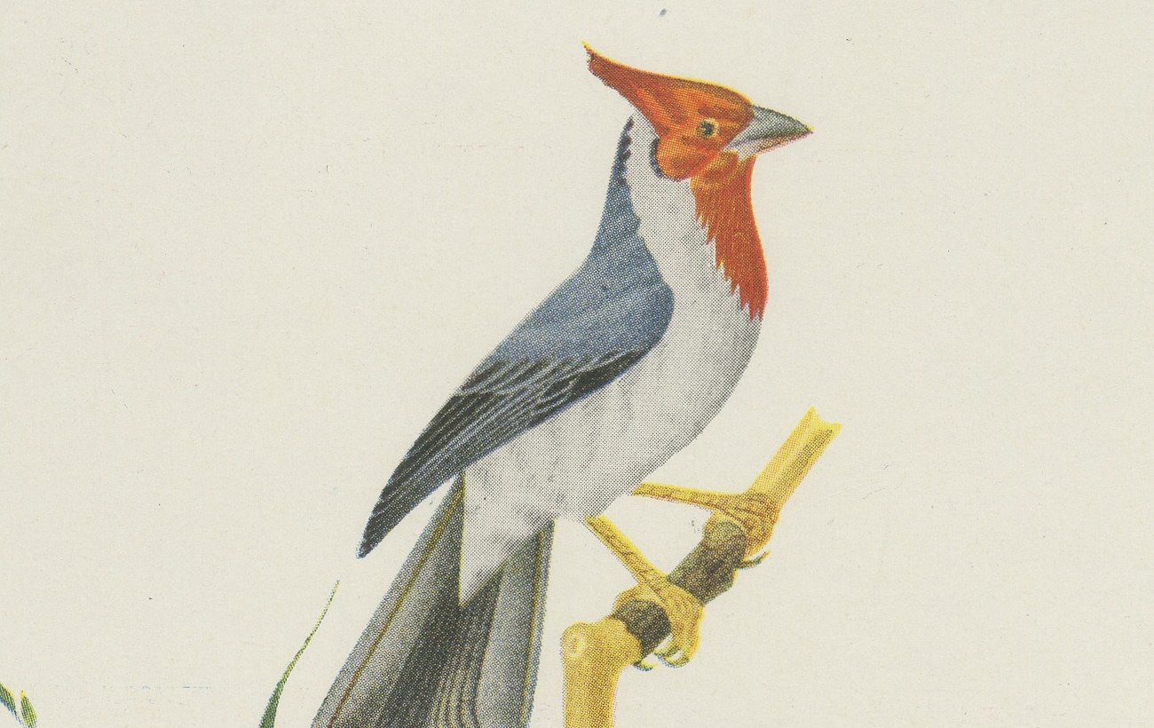 Cardinals and Finches, Brazilian Bird Print, Descourtilz, 1944, view 3
