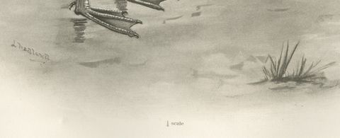 Grey Goose Walking, Antique Bird Print after Lilian Medland, circa 1909, close-up 1