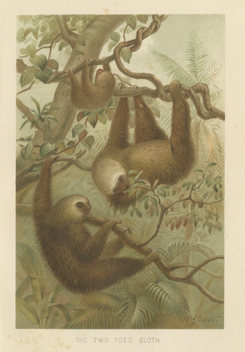 Two-Toed Sloth, Antique Natural History Chromolithograph, 1894