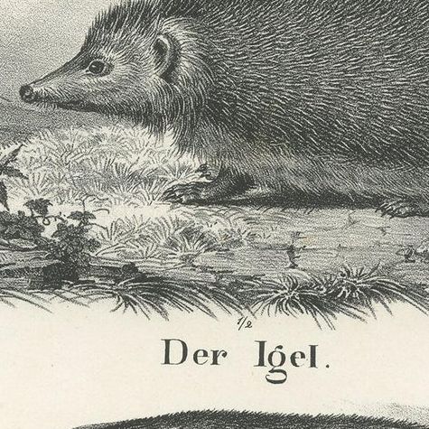 Antique Print of Rodents Including a Hedgehog and Badger by Schinz, '1845', close-up 2