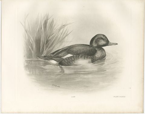 Diving Duck, Antique Bird Print after Lilian Medland, circa 1909, view 2
