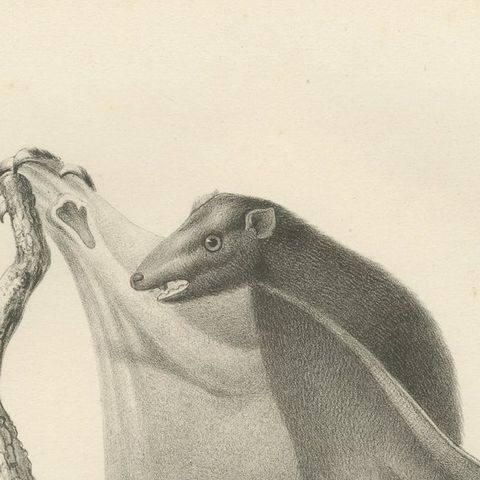 The Flying Lemur (Colugo) Lithograph by C.C. Last, 1836, close-up 4