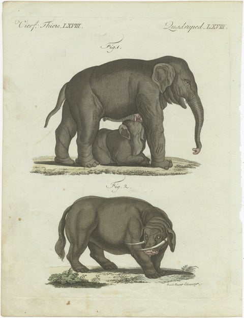 Rare 1802 Hand-Colored Print of Indian Elephants and Mythical Sukotyro, view 2