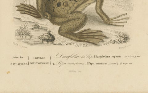 Frog Print of Cape Dactylethra and Surinam Toad, c.1850, by Orbigny, close-up 1