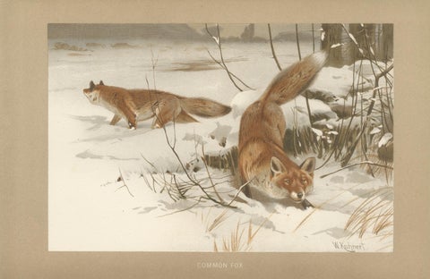 Common Fox in Winter Landscape, Antique Animal Chromolithograph, 1894, view 2